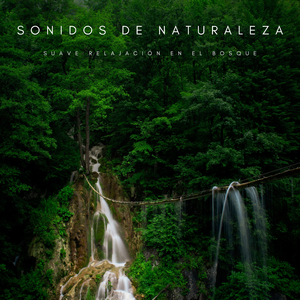 Suave Relajación Con Lluvia