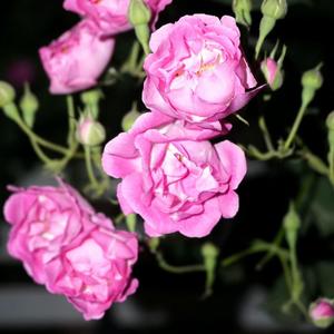 春泥《热门版》