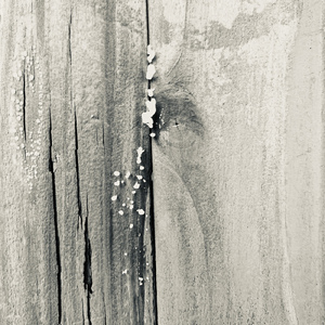 The Boy's Dance Field