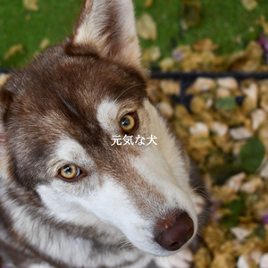 Beautiful Sunday Lounger