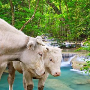 My Heart Will Not Go On