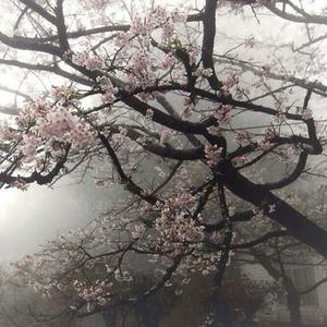 やさしい雲のうた