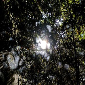 Someone In The Crowd（钢琴翻弹）