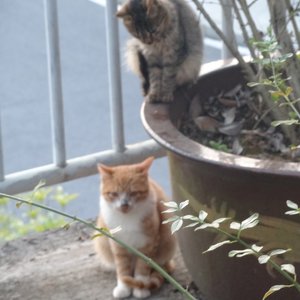 这是一首他们不会听的歌demo