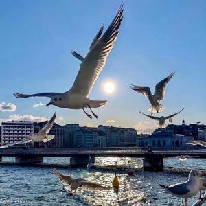 Su bulup Aktim吉他版