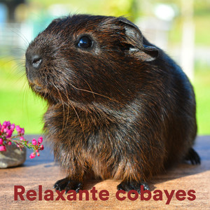 Relax My Pig