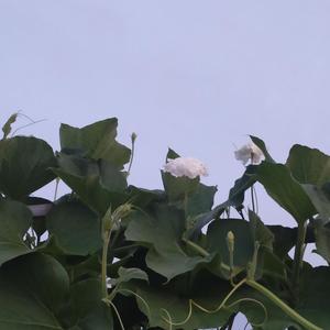 デート（cover）