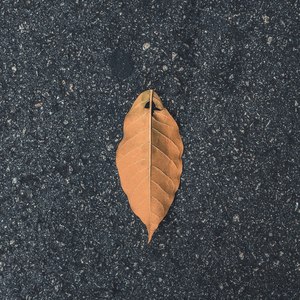 白家军集合