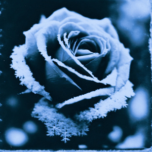 Dans Ce Monde de Confusion (Acoustic Version)