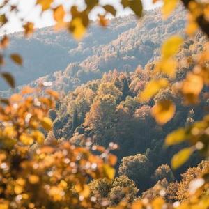 秋遇 (Cover 林柔儿)