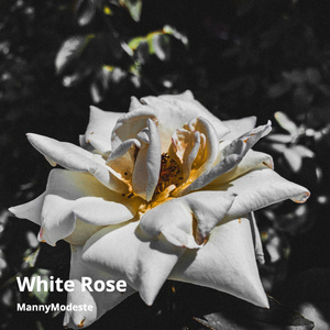 White Rose