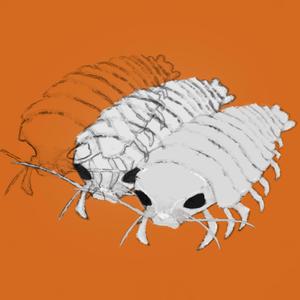 Isopod