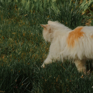 候鸟（piano arranged ver.）