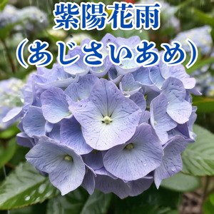 紫陽花雨