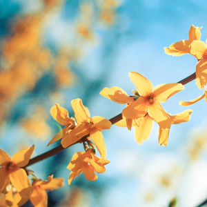 봄바람이 코끝에