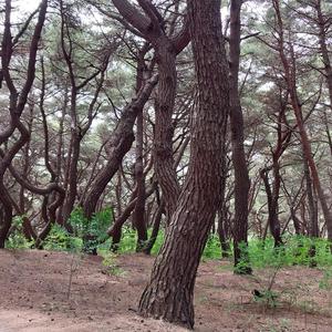 English song /The One Thing Here 여기 있는 한 물건/Five Interpretations of the Diamond Sutra금강경 오가해 함허 서 1