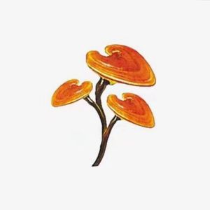 菲茜病需花茜芝