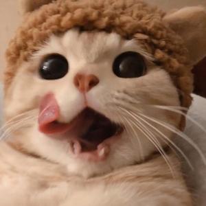 不是为你写的歌 prod. by毒猫毒猫