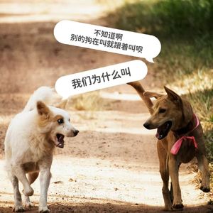 村头的狗