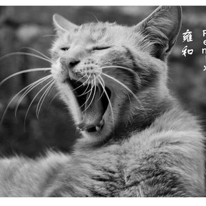 再见吧 喵小姐 remix 带副歌版