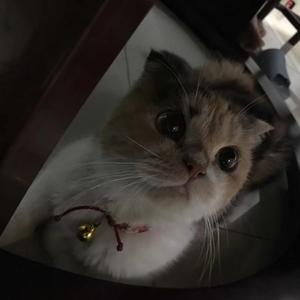 如果没有你 我会过得很好