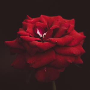 Rosas