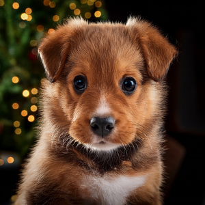 El Rebote De Un Cachorro Juguetón