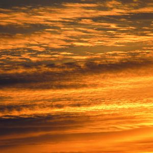 Leaves rustle softly under the moon's