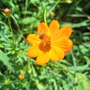 长安故事【翻唱】