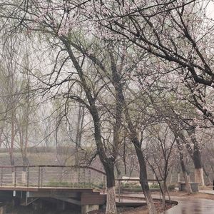 春何不鸣（demo）