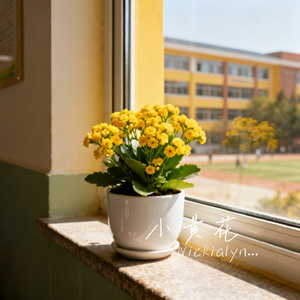 小黄花