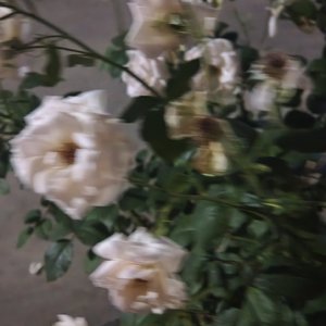 (˘͈ᵕ ˘͈❀)