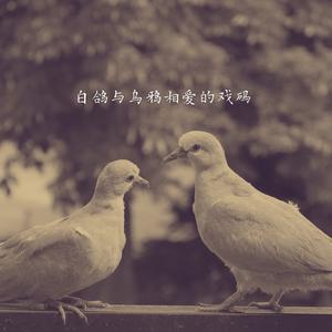 白鸽与乌鸦相爱的戏码 (氛围版)