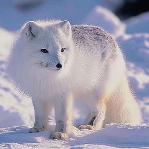 新白狐(陈瑞版）