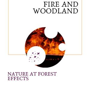 Peaceful Mountains and Crickets Sound