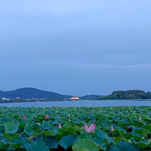 玄武湖最后的夏