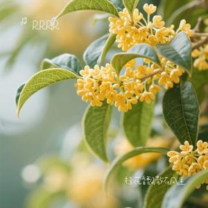 桂花香飘散在风里