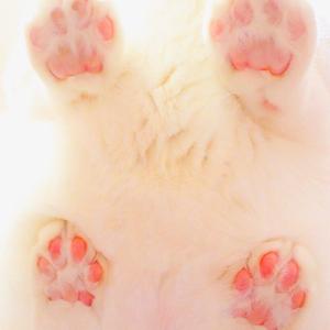 啪叽啪叽本大爷最啪叽舞