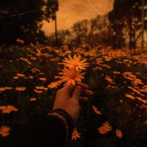 A Wish from the Stars