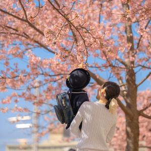萱草花