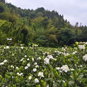 妈妈老了