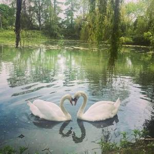 Cisnes (instrumental)