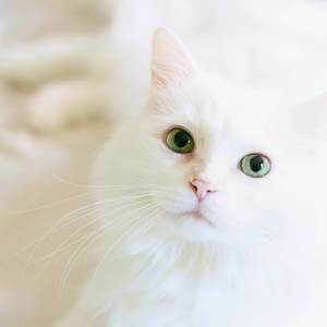 Meowy (Chainsaw Man)