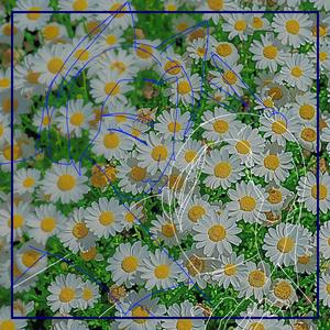 a field of... mini daisies!?