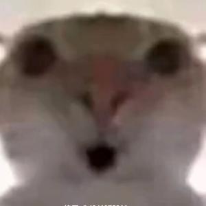 哈基宗小曲