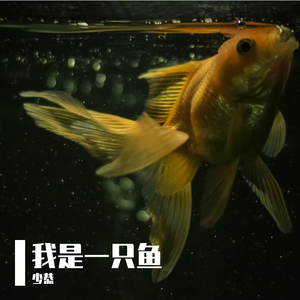 我是一只鱼