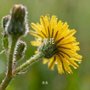 毒草花 (Cover 小梁的 (梁思琪))