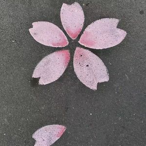 桜のような恋でした