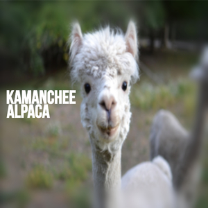 Alpaca