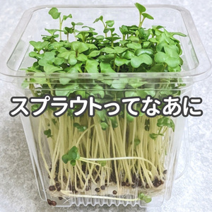 スプラウトってなあに